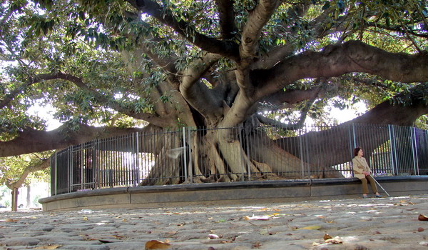 Recoleta private tours Buenos Aires the old gum tree